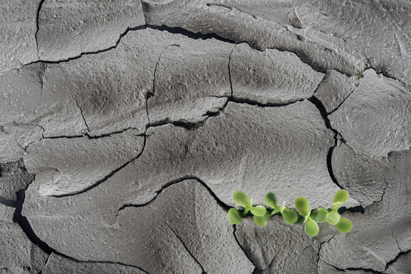 young green plants on dry cracked surface, global warming concept