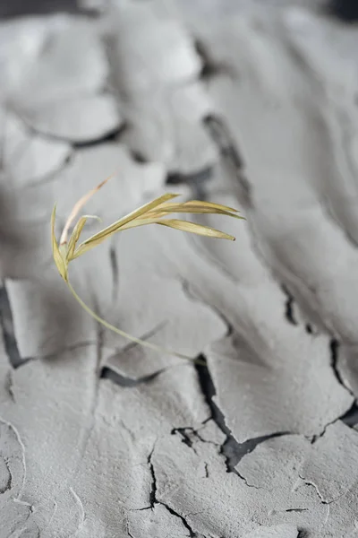 Selective Focus Dry Plant Cracked Ground Surface Global Warming Concept — Stock Photo, Image