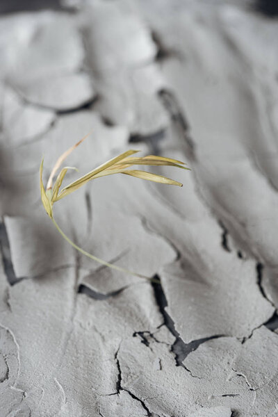 selective focus of dry plant on cracked ground surface, global warming concept