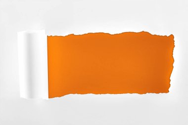 tattered textured white paper with rolled edge on orange background  clipart