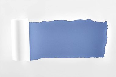 tattered textured white paper with rolled edge on blue background  clipart