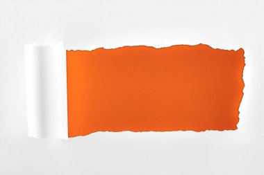 tattered textured white paper with rolled edge on deep orange background  clipart