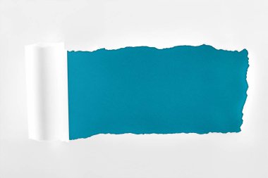 tattered textured white paper with rolled edge on deep blue background  clipart