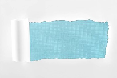 ragged textured white paper with rolled edge on light blue background  clipart