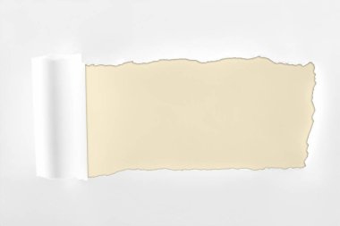 ragged textured white paper with rolled edge on ivory background  clipart