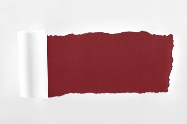 ragged textured paper with rolled edge on burgundy background  clipart