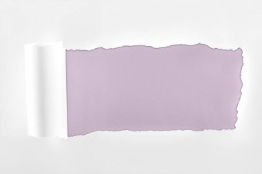 ragged textured white paper with rolled edge on light purple background  clipart