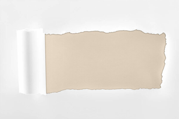 tattered textured white paper with rolled edge on ivory background 