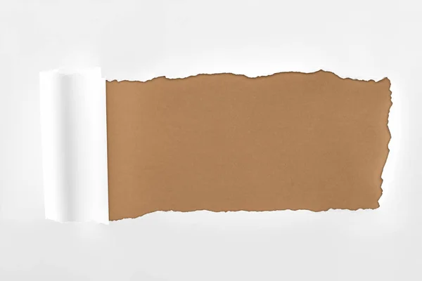 Tattered Textured White Paper Rolled Edge Brown Background — Stock Photo, Image