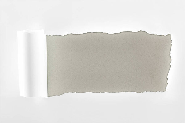 tattered textured white paper with rolled edge on grey background 