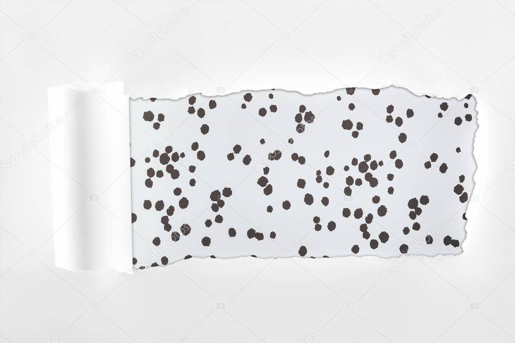ragged textured white paper with rolled edge on black and white dotted background 