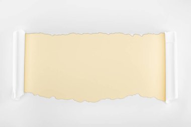 ripped textured white paper with curl edges on beige background  clipart