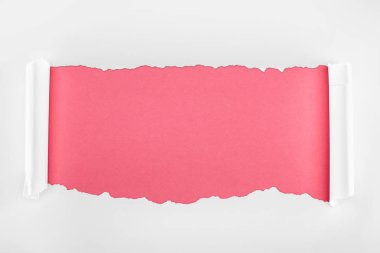 ripped white textured paper with curl edges on pink background  clipart