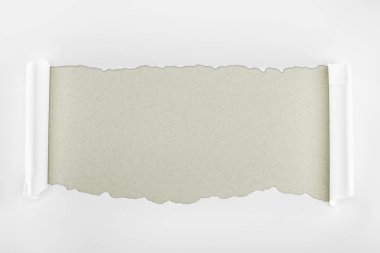 ripped white textured paper with curl edges on grey background  clipart