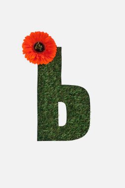 Yeşil çimenlerin üzerinde beyaz izole parlak kırmızı gerbera çiçek ile Kiril alfabesine ait mektup