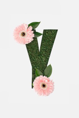 Y harfi de uygunbir üstten görünüm pembe gerbera beyaz izole yeşil çim zemin üzerine