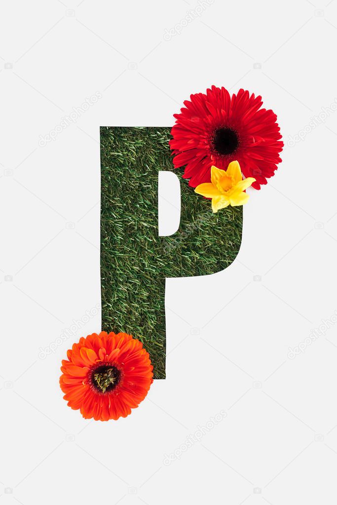 top view of cut out P letter on green grass background with red gerberas and daffodil isolated on white