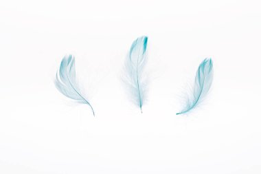 blue lightweight three feathers isolated on white clipart