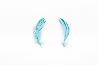 blue lightweight two feathers isolated on white clipart