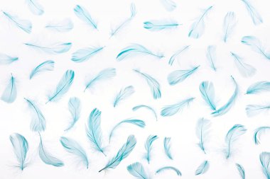 pattern of blue lightweight and soft feathers isolated on white clipart