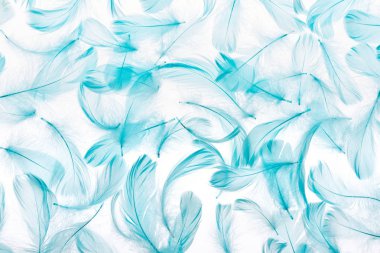 pattern of blue soft feathers isolated on white clipart