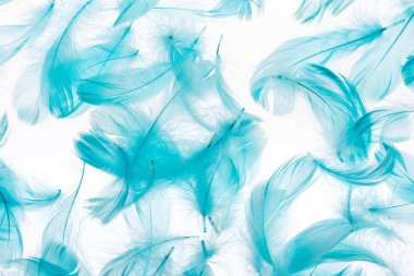 seamless background with blue feathers isolated on white clipart