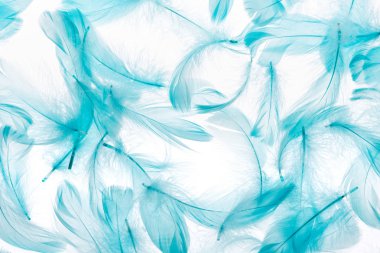 seamless background with blue lightweight and soft feathers isolated on white clipart