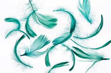 seamless background with green soft feathers isolated on white clipart