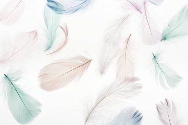 seamless background with soft light beige, green and blue feathers isolated on white clipart