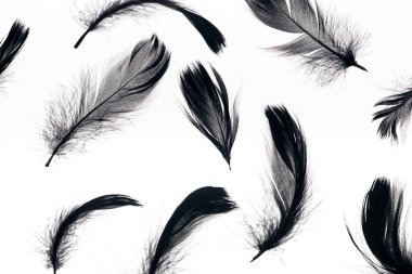seamless background with black soft and lightweight feathers isolated on white clipart