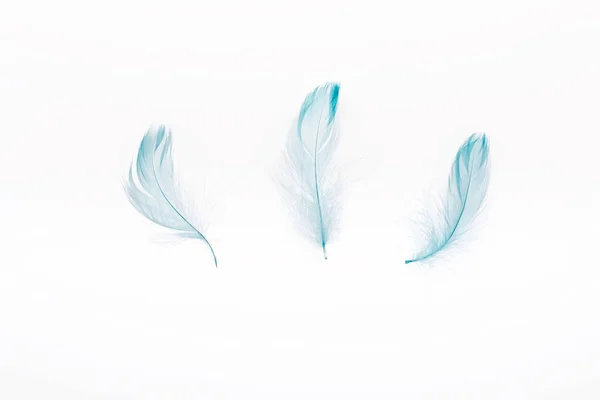 Blue Lightweight Three Feathers Isolated White — Stock Photo, Image