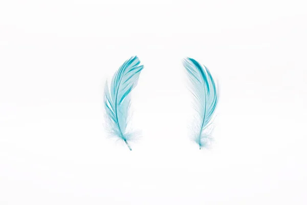 蓝色轻量级的两根羽毛查出在白色 — 图库照片