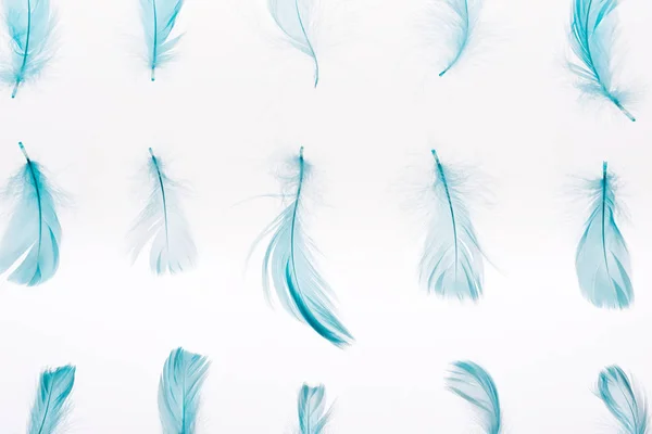 Pattern Blue Lightweight Feathers Isolated White — Stock Photo, Image