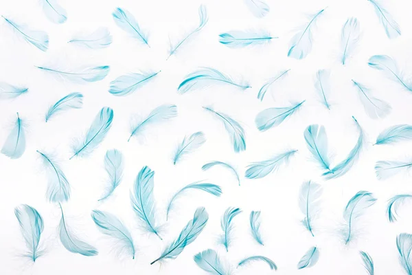 Pattern Blue Lightweight Soft Feathers Isolated White — Stock Photo, Image