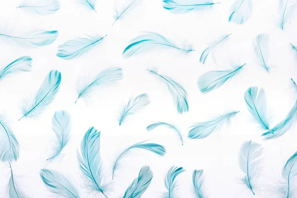 Patrón Plumas Azules Coloridas Suaves Aisladas Blanco — Foto de Stock