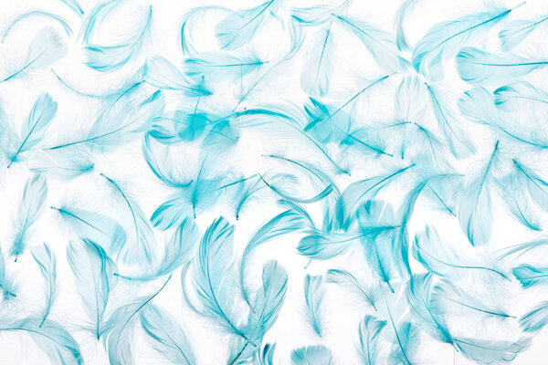 pattern of blue lightweight and fluffy feathers isolated on white