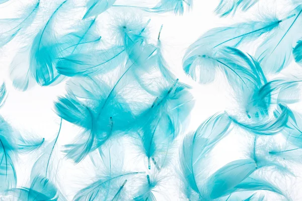 Seamless Background Blue Feathers Isolated White — Stock Photo, Image