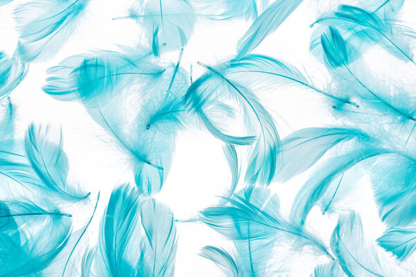 seamless background with blue soft feathers isolated on white
