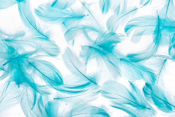 Fondo Sin Costuras Con Plumas Colores Azules Aisladas Blanco —  Fotos de Stock