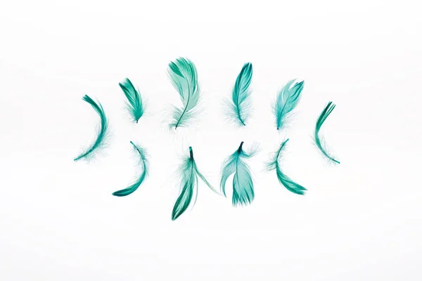 白で孤立した緑の柔らかい羽の列 — ストック写真