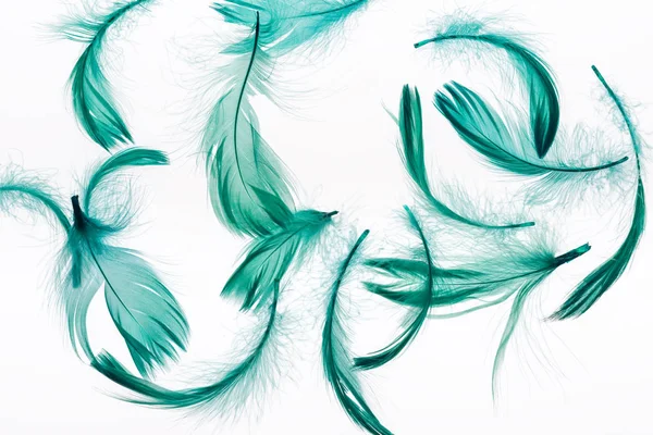 Φόντο Πράσινα Ελαφριά Και Μαλακά Φτερά Απομονωμένα Λευκό — Φωτογραφία Αρχείου