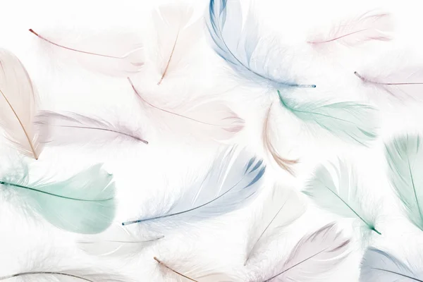 Fondo Sin Costuras Con Plumas Suaves Multicolores Aisladas Blanco —  Fotos de Stock