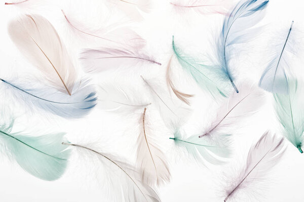 seamless background with fluffy light beige, green and blue feathers isolated on white