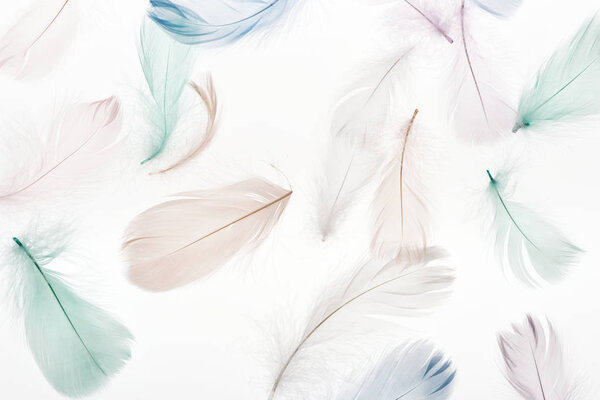 бесшовный фон с мягким светло-бежевым, зеленым и синим перьями изолированы на белом
