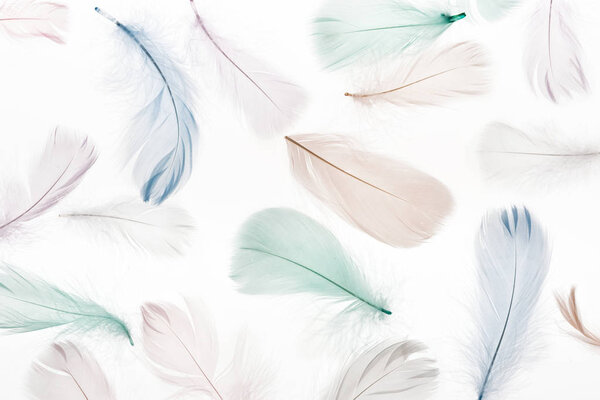 seamless background with multicolored feathers isolated on white