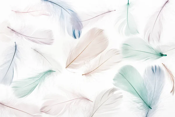 Seamless Background Multicolored Light Beige Green Blue Feathers Isolated White — ストック写真