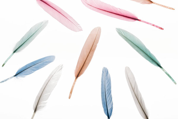 seamless background with multicolored lightweight feathers isolated on white