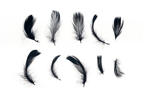 rows of black lightweight feathers isolated on white