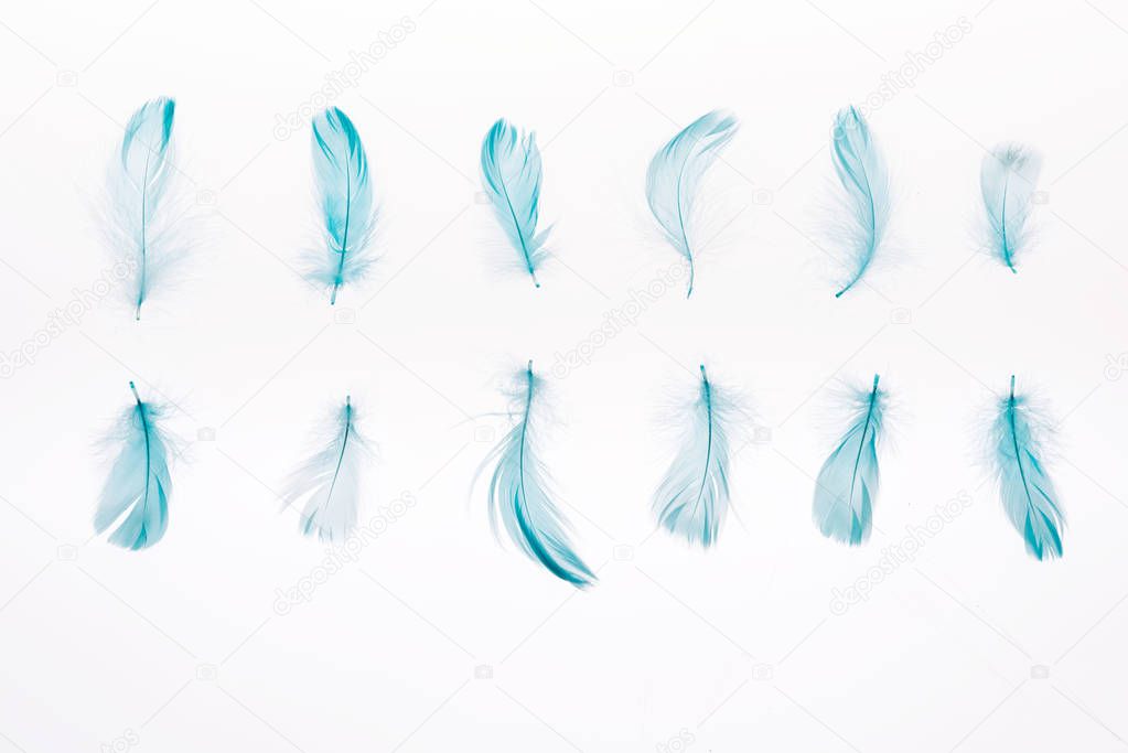 set of blue soft feathers isolated on white