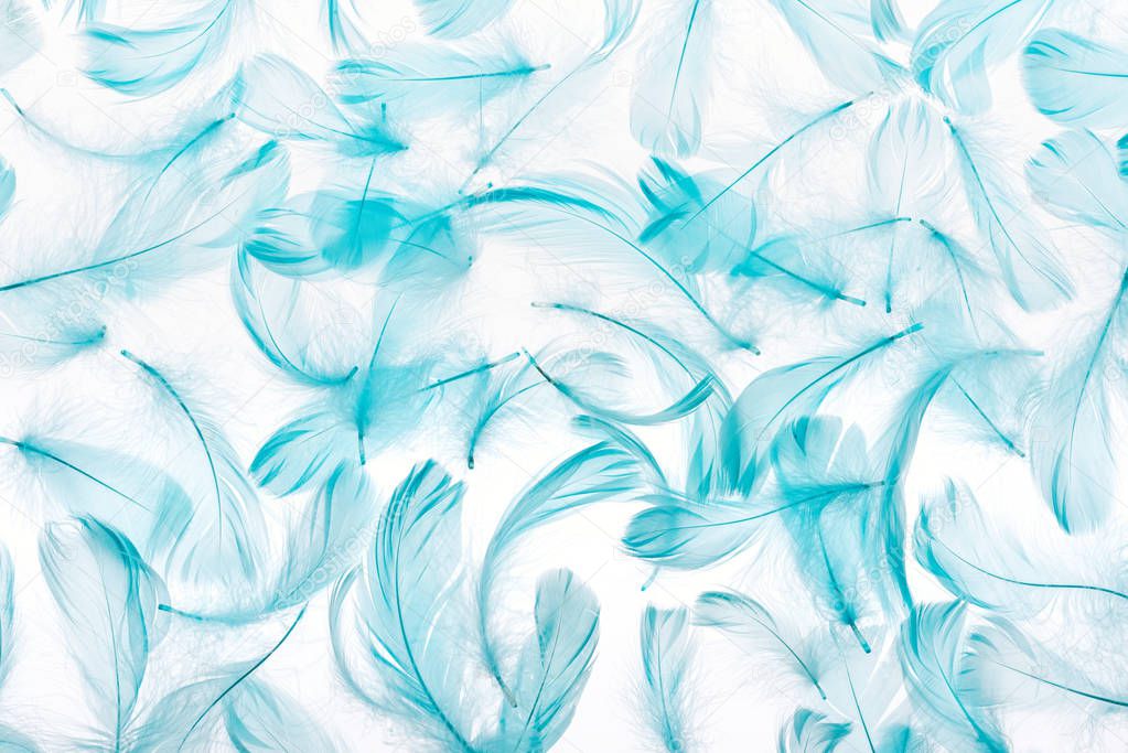 pattern of blue soft feathers isolated on white